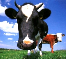 35,8 млн рублей выдали на покупку скота и пчел жителям Тукаевского района