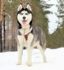 Сибирские хаски помогают больным детям