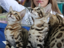 Породистых продают, бездомных раздают бесплатно