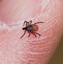 Как уберечься от клещей?