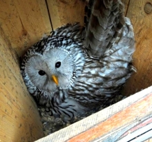 В нацпарке 'Нижняя Кама' впервые поселилась сова