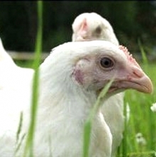 «Челны-Бройлер» начал продавать живых кур