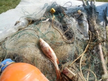 За один рейд близ Челнов рыболовы-любители извлекли 37 браконьерских сетей