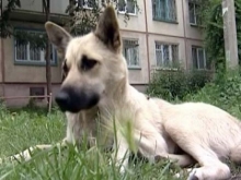 Одинокая собака желает познакомиться