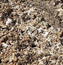 Фирма из Набережных Челнов заразила почву кишечной палочкой