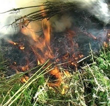 В Парке культуры Набережных Челнов полиция сожгла кусты конопли