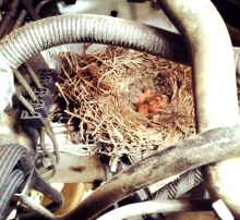 В автобусе ИТ-парка в Набережных Челнах появился птичий инкубатор