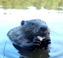 Семейство бобров в Набережных Челнах облюбовало озеро в парке Прибрежный