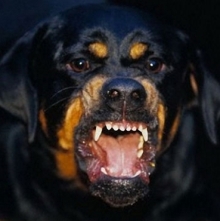 14 лет назад в 58 комплексе Набережных Челнов ротвейлер загрыз своего хозяина