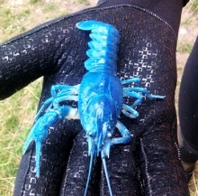 В магазинах Набережных Челнов могут появиться голубые раки