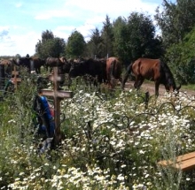 Табун лошадей зашел на Молодежное кладбище Набережных Челнов