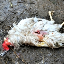 Год назад под Набережными Челнами неизвестный хищник растерзал кур и овец сельских жителей