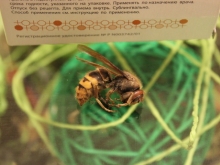 Шершень напугал молодого челнинца