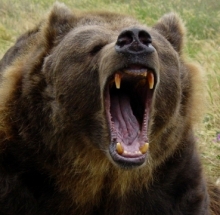 В Татарстане участились встречи с бурыми медведями