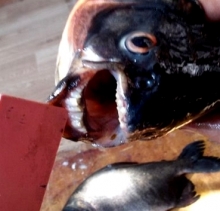 Еще одну пиранью выловили под Набережными Челнами