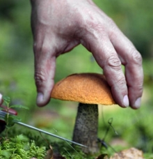 В Татарстане отравились грибами 26 человек, из них 12 - дети