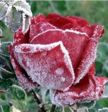 Завтра в Набережных Челнах возможны заморозки до -2 градусов