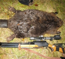 С 1 октября разрешается охотиться на бобра, ондатру и белку