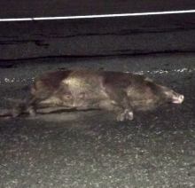 Челнинских водителей призвали быть бдительными на трассах