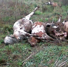 Под Набережными Челнами возле летнего лагеря обнаружены трупы телят
