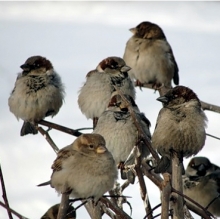 В Набережных Челнах и Тукаевском районе сосчитали птиц