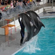 Дельфинарий г. Набережные Челны передал 202 тысячи рублей в фонд помощи бездомным животным