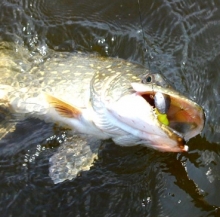 Время ловить щуку