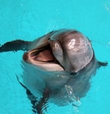 Год назад в дельфинарии Набережных Челнов родился дельфиненок Ирбис