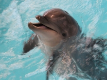 Шоу в дельфинарии Набережных Челнов, посвященное дню рождения Ирбиса