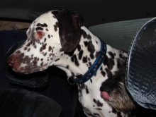 Праздник послушания