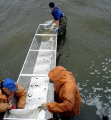 В Каму запустили 50 тысяч мальков стерляди