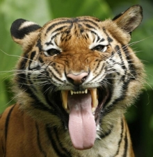 В Набережных Челнах сбежал из цирка тигр?