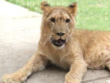 Ремонт в челнинском зоопарке