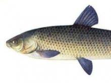 Фермер-овощевод выращивает рыбу