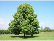 Символом Республики Татарстан стала липа - ее посадят на Аллее России в Севастополе