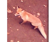 В Набережных Челнах на проспекте Залесный отменен карантин по бешенству