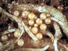 В селах Тукаевского района выявлены очаги картофельной нематоды