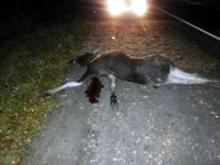 На трассе Набережные Челны - Альметьевск микрооавтобус MERCEDES сбил лося