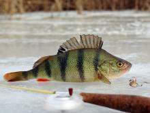 В поисках окуня