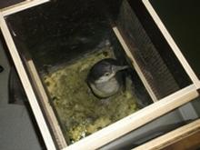 В аэропорту «Казань» досмотрели и оформили семь пингвинов из Чехии