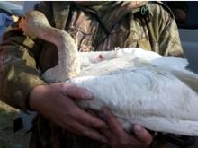 Сотрудник нацпарка 'Нижняя Кама' бьет тревогу: 'Кто-то методично убивает лебедей!'