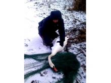 В Елабужском районе спасли лебедя