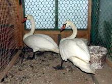 Двух подстреленных злоумышленниками лебедей-шипунов удалось спасти