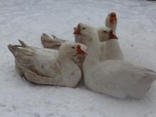 В Набережных Челнах ждут 'новогодних гусей'