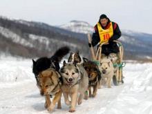 «КАМАЗ-мастер» приглашают на Камчатку для участия в гонках на собачьих упряжках
