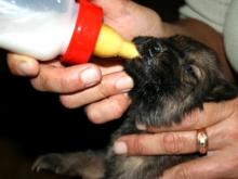 60 собак из частного приюта «Азира» могут оказаться на улице