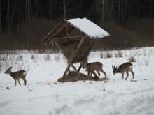 Подозрительные следы обнаружены у звериных кормушек в заповеднике Набережных Челнов