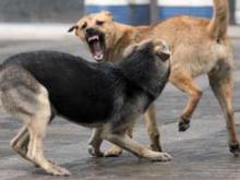 «Поймайте бездомную собаку и сообщите нам, какого она пола!»