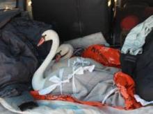 Раненые лебеди-шипуны добрались из Набережных Челнов до Ульяновска на перекладных