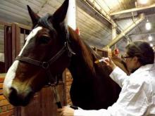 В Челнах лошади тоже болеют гриппом